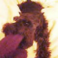 ひっぱりっこクロン_Dec  5, 2003 18:19