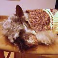 眠い眠い_Dec 31, 2003 20:54