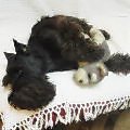 ダッコしてネンネ_Mar 22, 2004 10:21