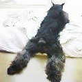 【大足クロン】Jul  7, 2004
