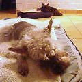 【zzz...zzz...】Jul  8, 2004