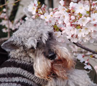 g_sakura040404.jpg