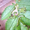 バラについた虫