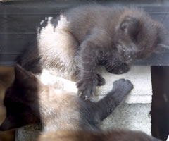 iimg_9235_koneko2.jpg