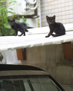 ガレージテントの上は猫の遊び場