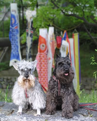 koinobori040505.jpg
