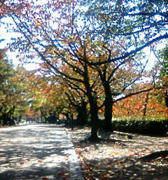 koyo_051121.jpg