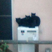 neko_051203.jpg